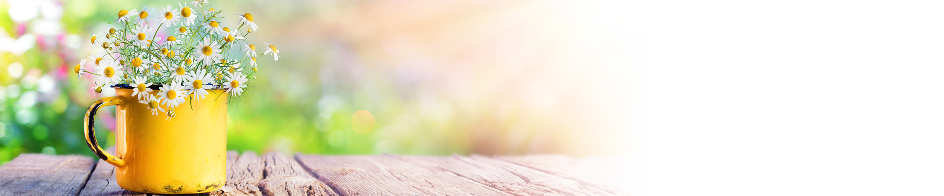 Get a Spring Energy Tune Up.